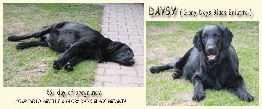 daysy 53.d daysy 53.d
