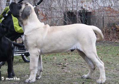 casper 5 msíc