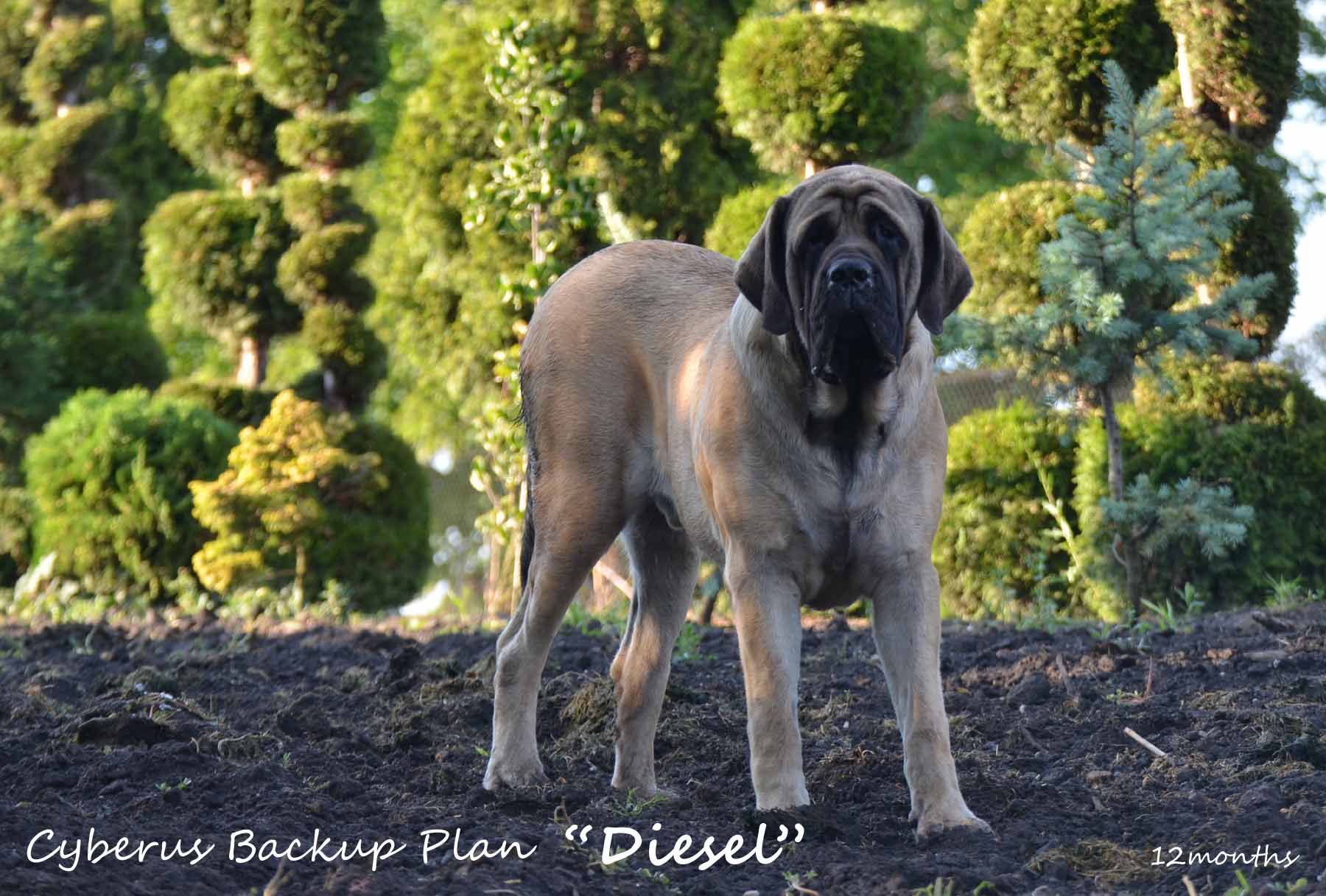 diesel 1year