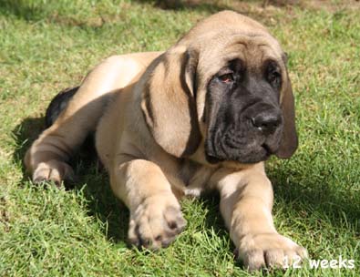 diesel 12 weeks