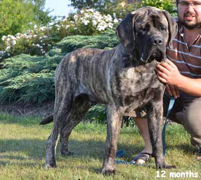 fredy 12 months
