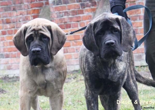 diesel a fredy