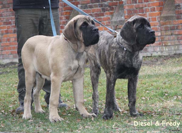 diesel a fredy