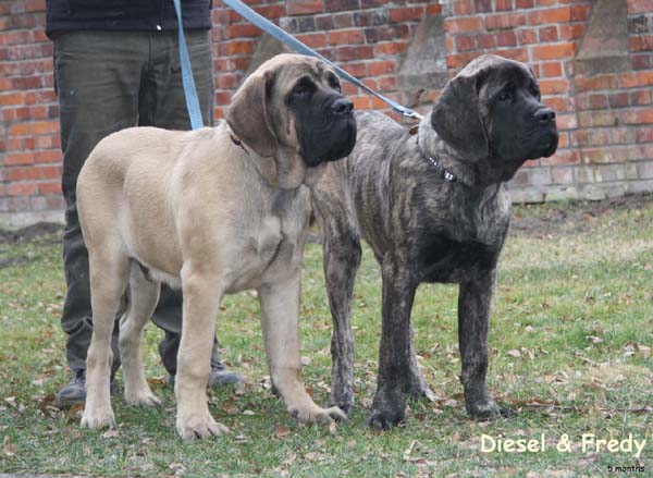 diesel & fredy