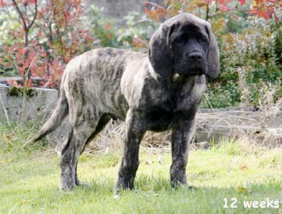 fredy 12 weeks