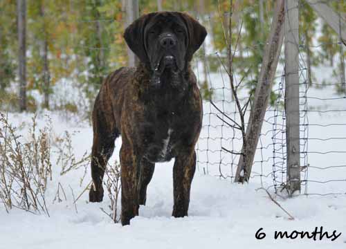 shira 6 months