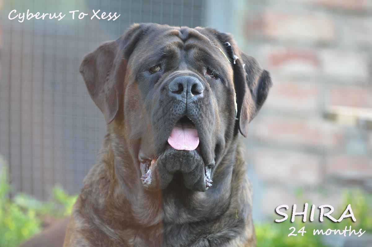 SHIRA 2YEARS