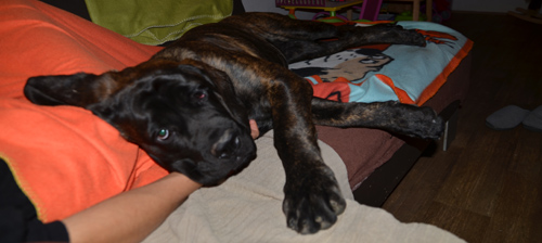shira