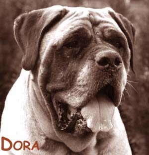 dora dora