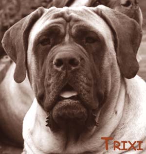 trixi trixi