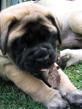 4 týdny / 4 weeks old