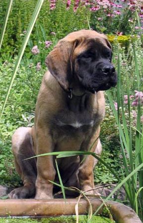 4 msíce / 4 months old