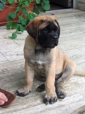 6 týdn / 6 weeks old