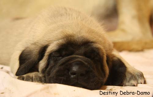 destiny 4 weeks