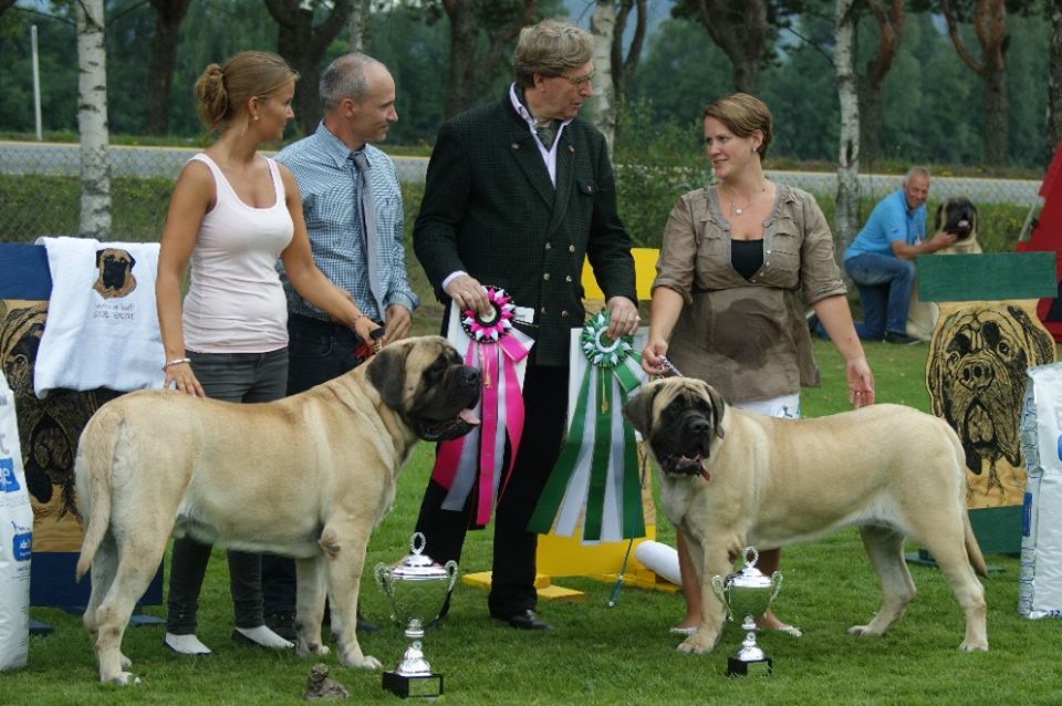 ellie - CAC ,BIS Junior  at norweigian club show