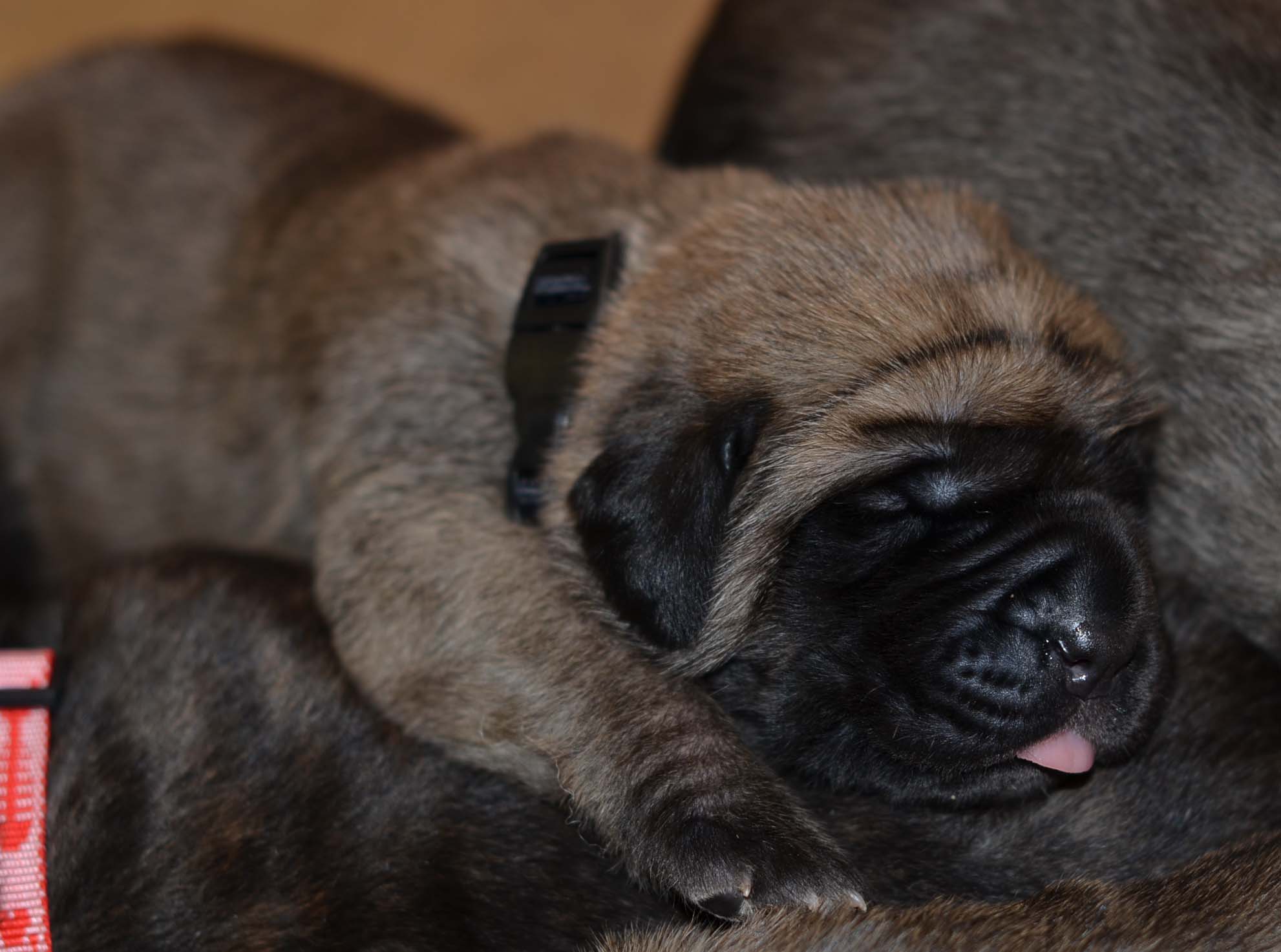 litter I -13 days