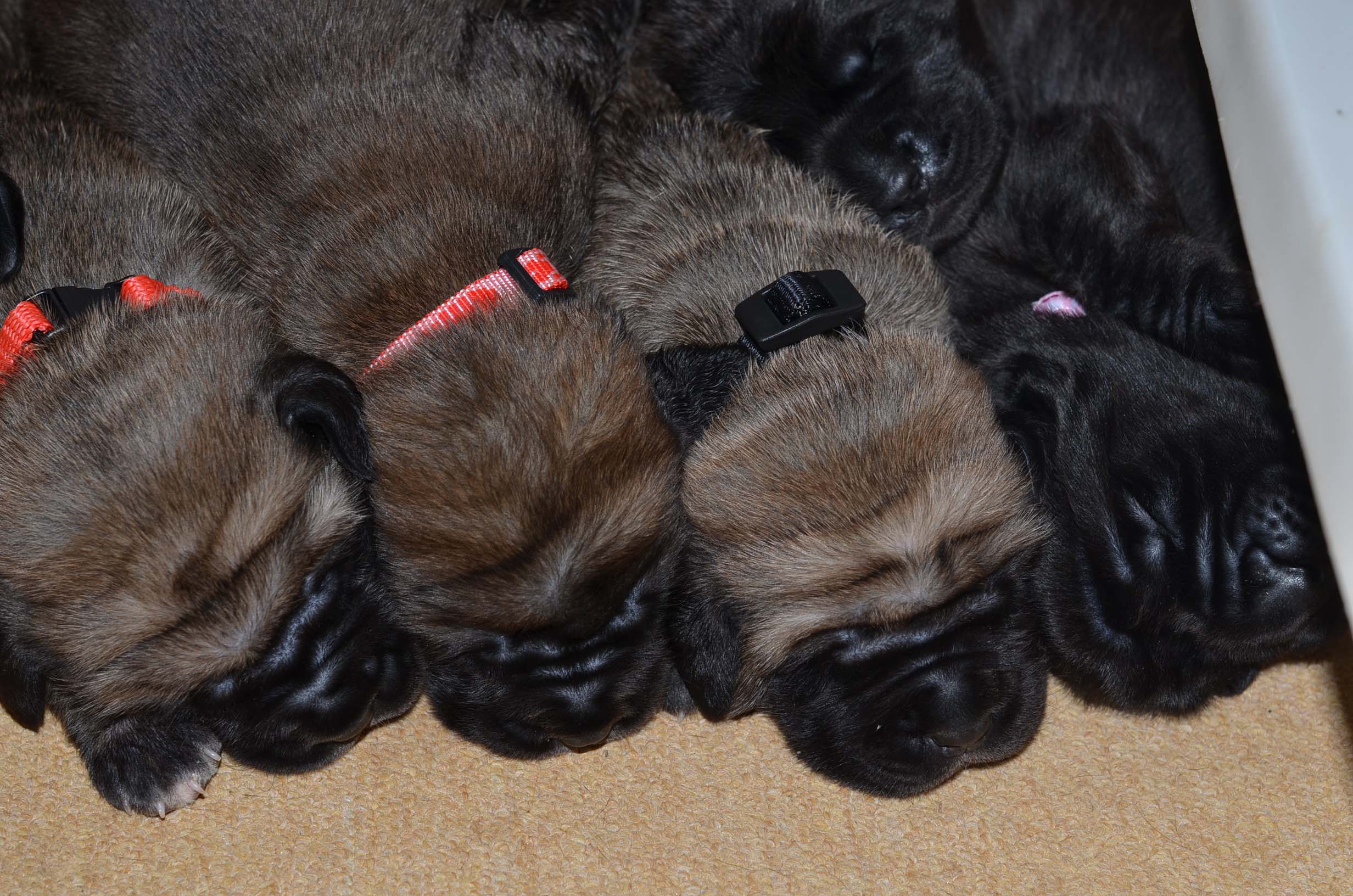 litter I -13 days