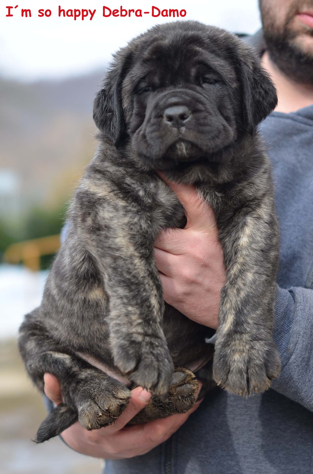 GIRL BRINDLE PINK