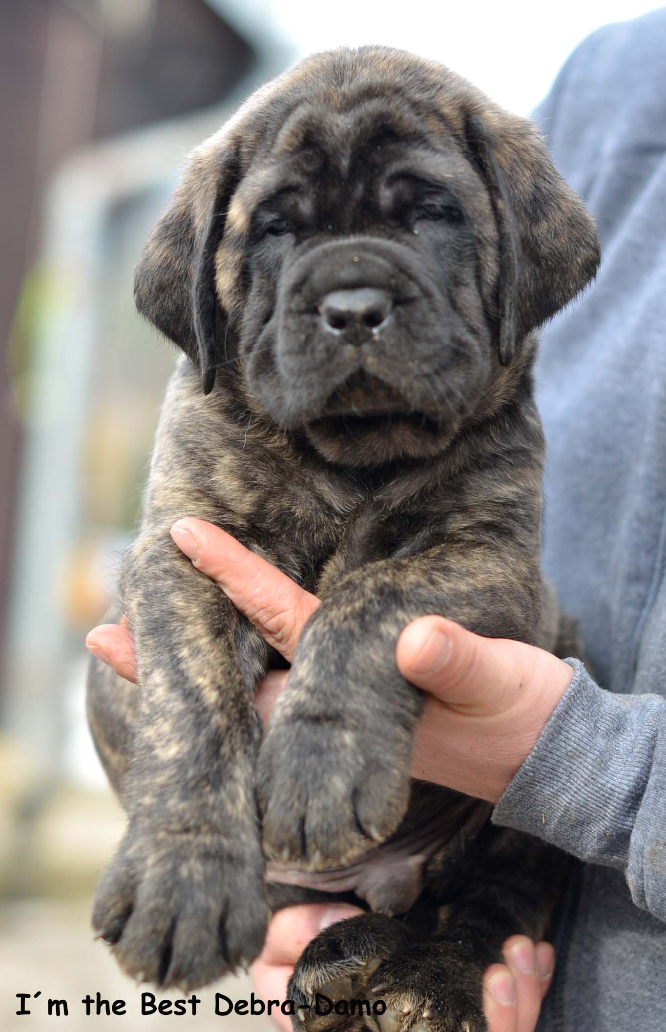 BOY BRINDLE BLACK