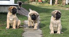 Baobab, Brillant, Beatrix