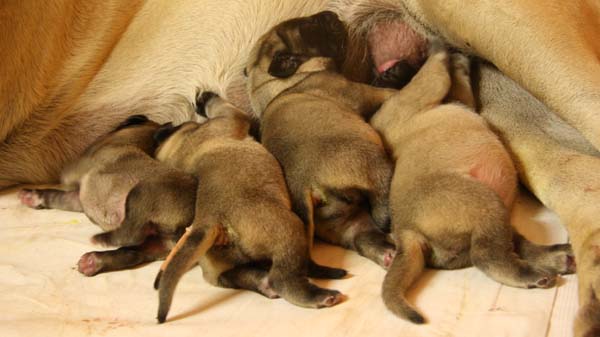 D litter