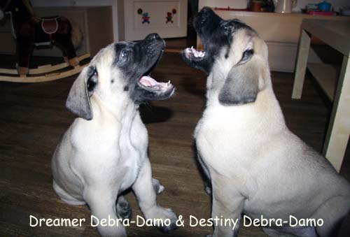dreamer& destiny