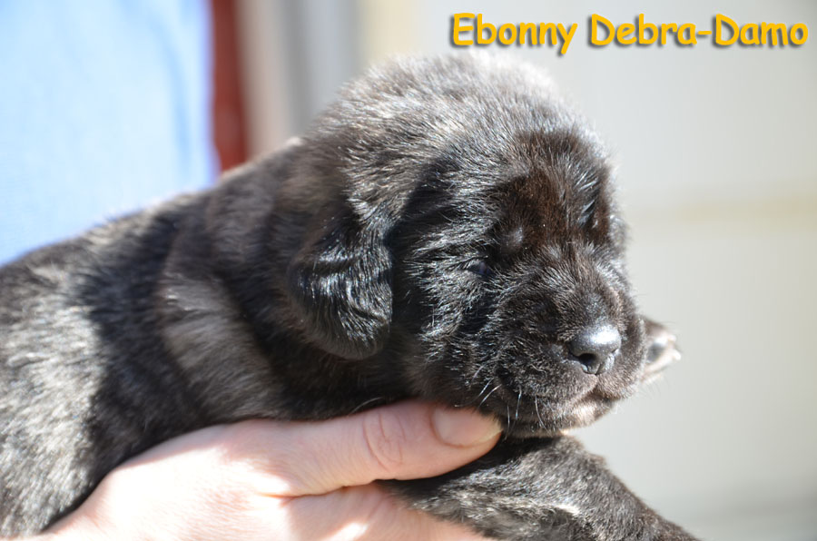 ebonny 2weeks