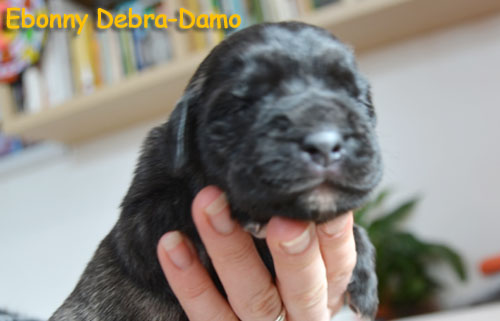 ebonny 6 days
