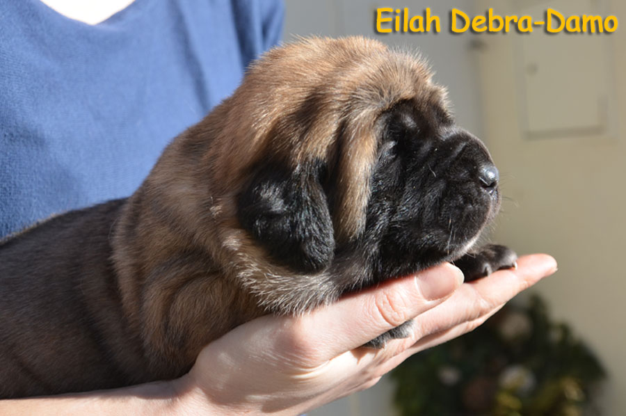 eilah 2weeks