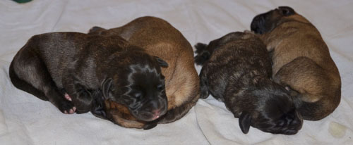 litter E first day