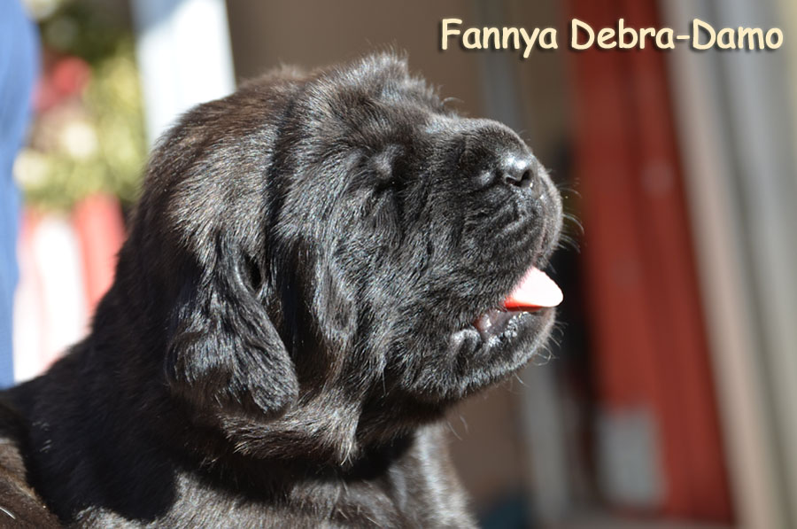 fannya 2weeks