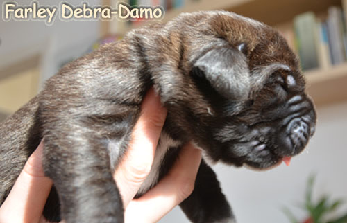 farley 6days