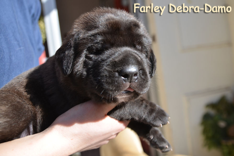farley 2weeks