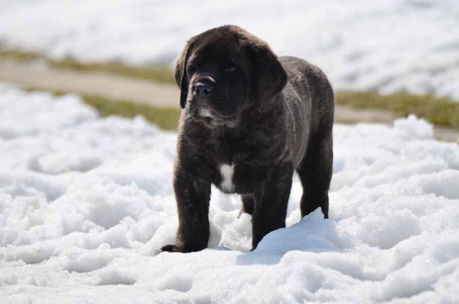 farley