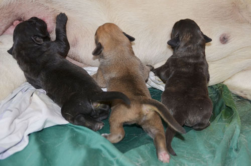 litter F first day