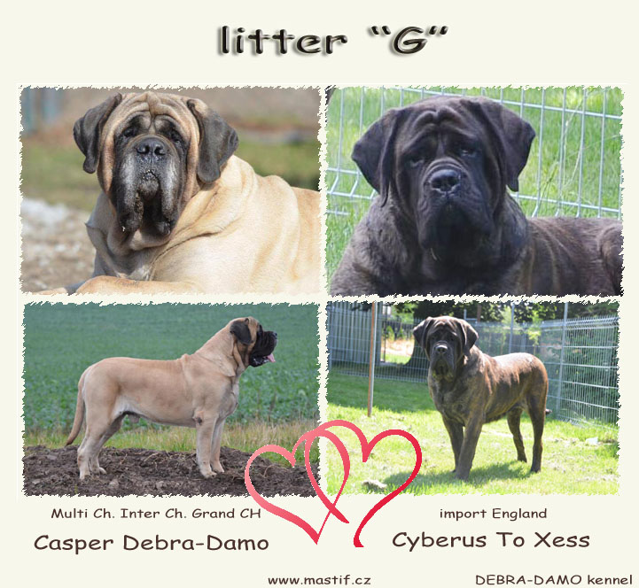 LITTER G LITTER G
